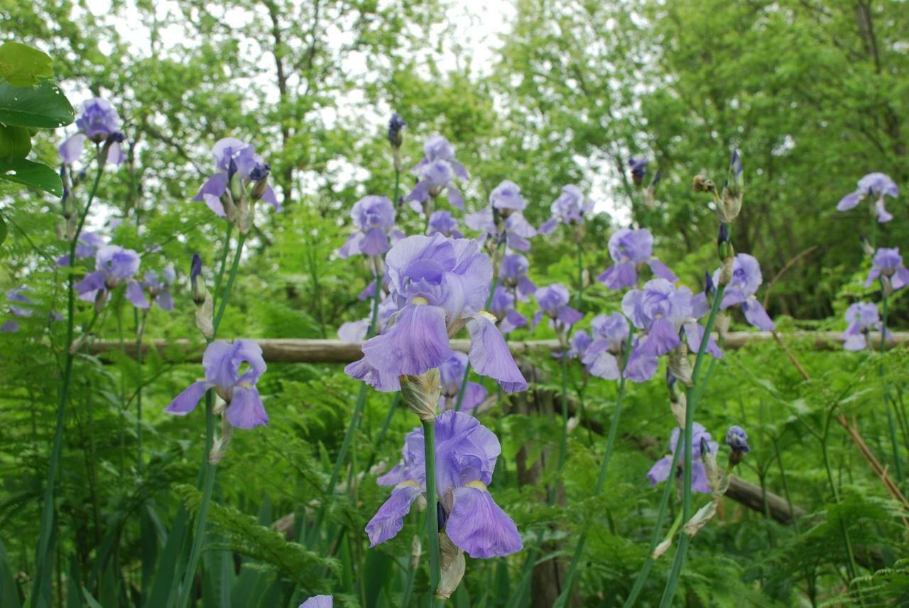 Casale Dionisia, Santa Maria Di Castellabate, Appartamento Iris ภายนอก รูปภาพ